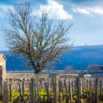 Les noms de Montrachet, Chevalier, Criots et Bâtard-Montrachet