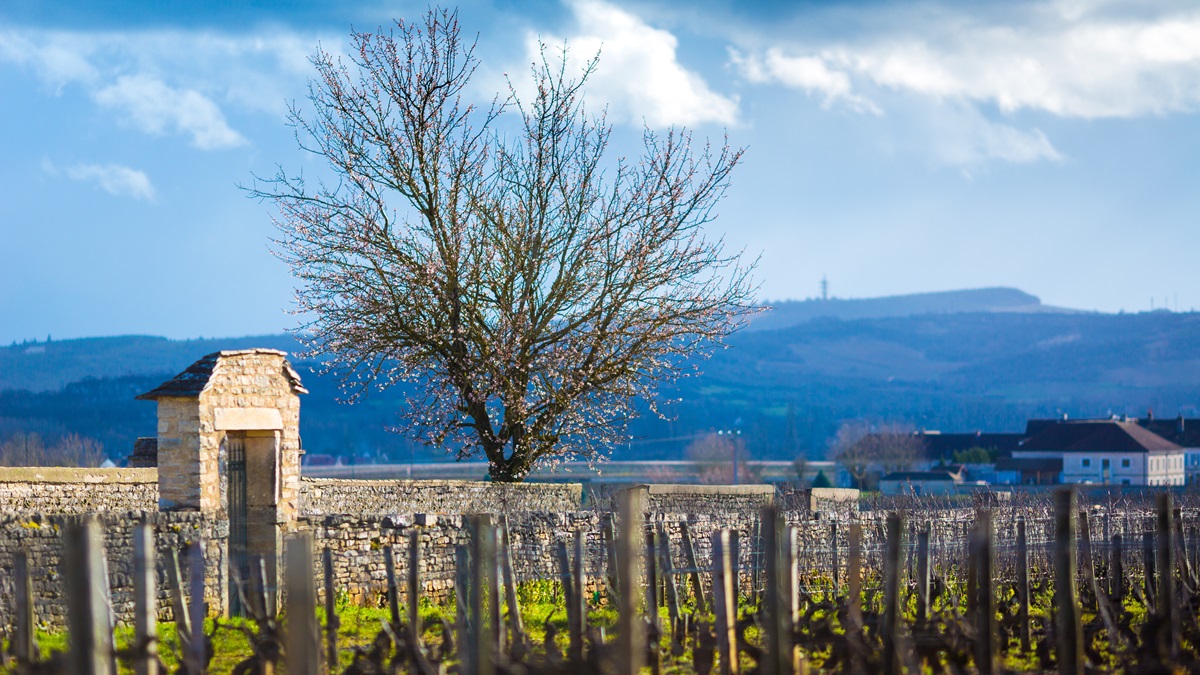 Lire la suite à propos de l’article Les noms de Montrachet, Chevalier, Criots et Bâtard-Montrachet