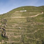 Condrieu, la renaissance d’un vignoble