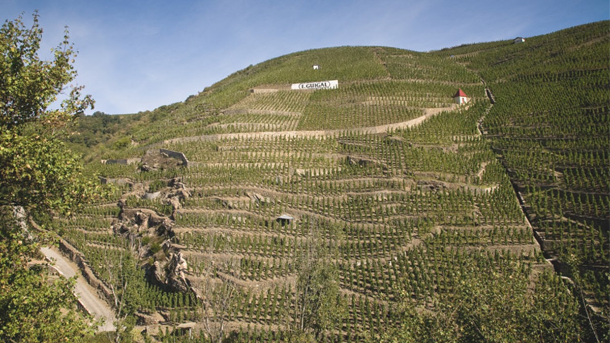 Lire la suite à propos de l’article Condrieu, la renaissance d’un vignoble