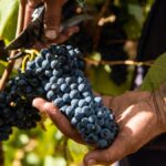 Les vendanges en vert, à quoi ça sert ?