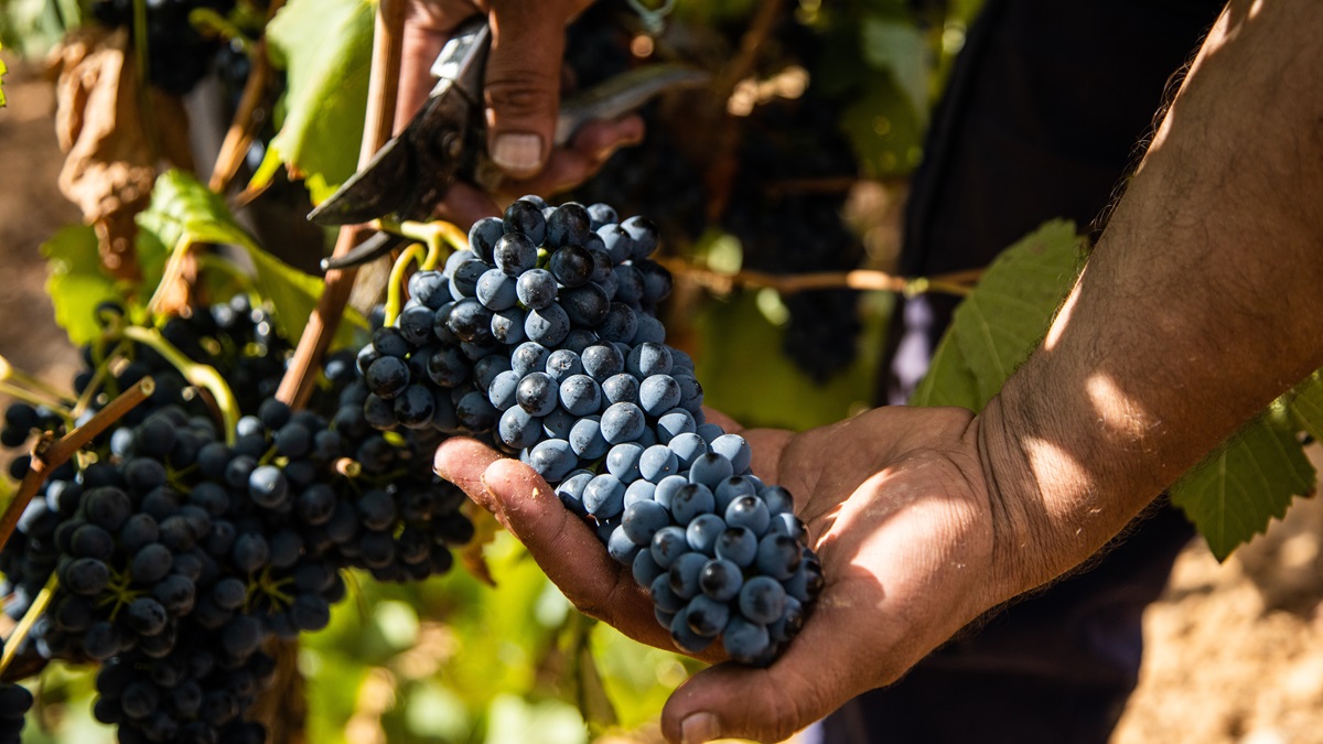Lire la suite à propos de l’article Les vendanges en vert, à quoi ça sert ?