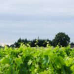 Château La Lagune : une histoire qui se conjugue désormais au féminin