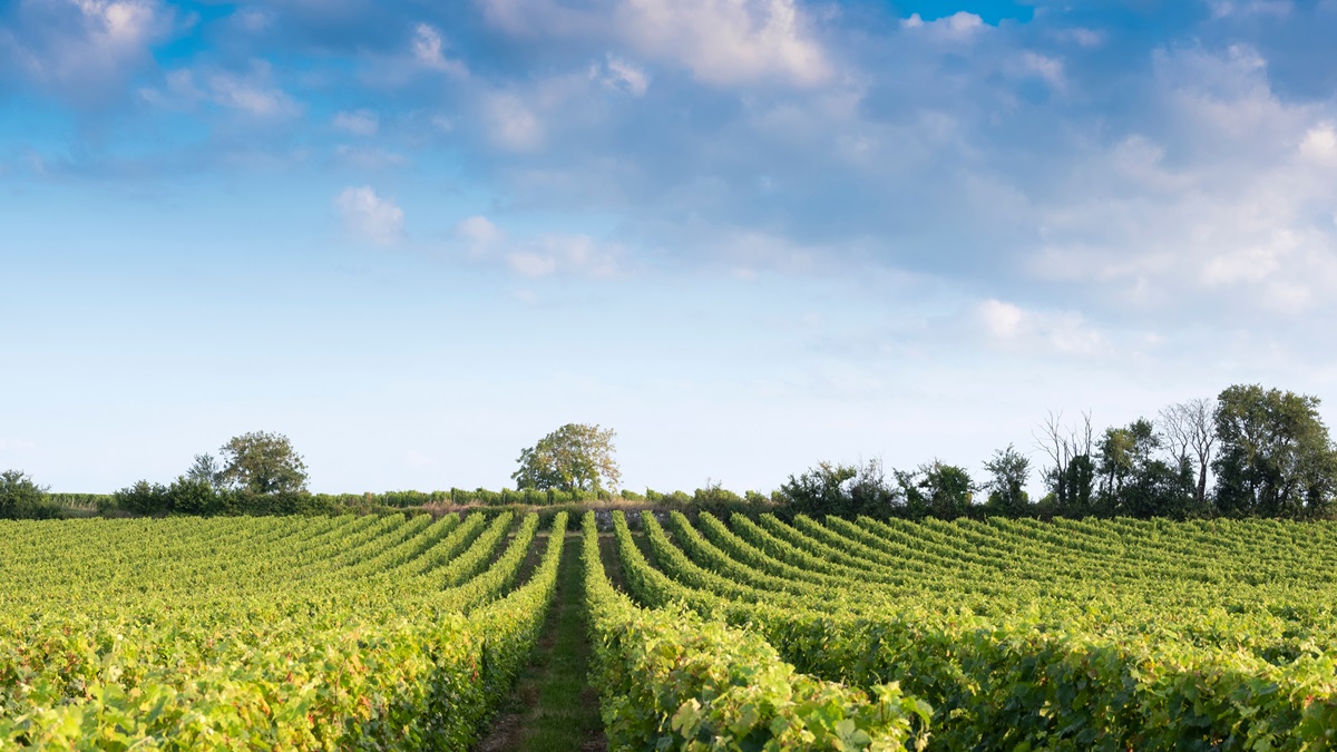 Lire la suite à propos de l’article Le saviez-vous ? Saumur-Champigny, un peu d’histoire et d’étymologie