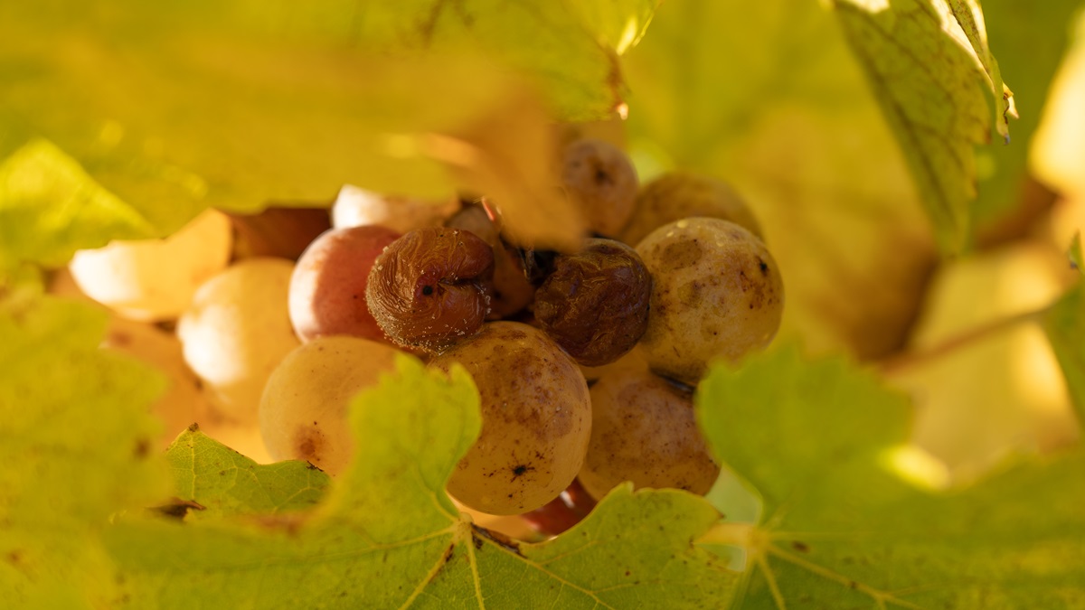 Lire la suite à propos de l’article Vendanges Tardives et Sélections de Grain Nobles