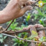Quels travaux dans la vigne au printemps ?