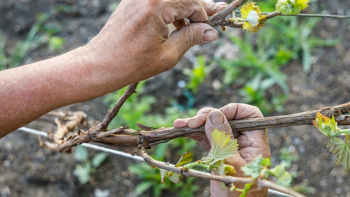 Lire la suite à propos de l’article Quels travaux dans la vigne au printemps ?