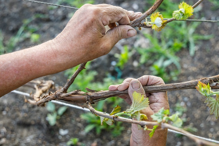 travaux vignes printemps