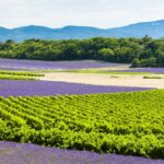 Décryptage : les crus classés des Côtes de Provence