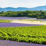 Décryptage : les crus classés des Côtes de Provence