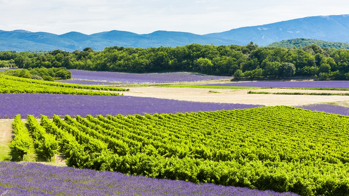 Lire la suite à propos de l’article Décryptage : les crus classés des Côtes de Provence