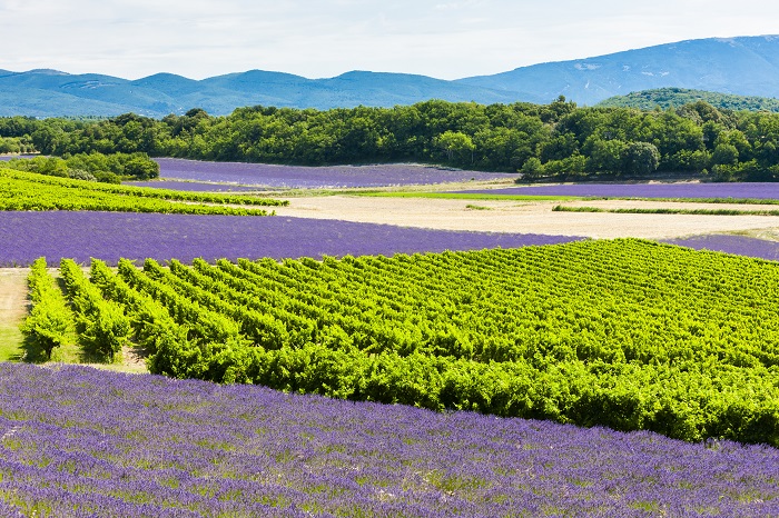 Vins Crus classes AOC Cote de Provence