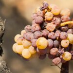 Vendanges tardives (VT) ou sélections de grains nobles (SGN) : quelle différence ?