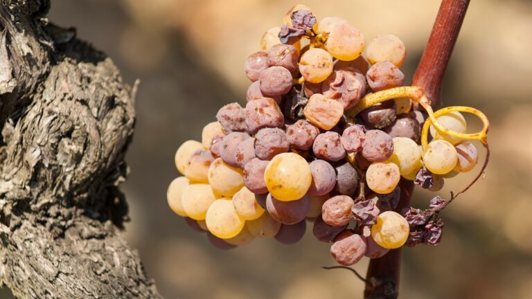 Lire la suite à propos de l’article Vendanges tardives (VT) ou sélections de grains nobles (SGN) : quelle différence ?
