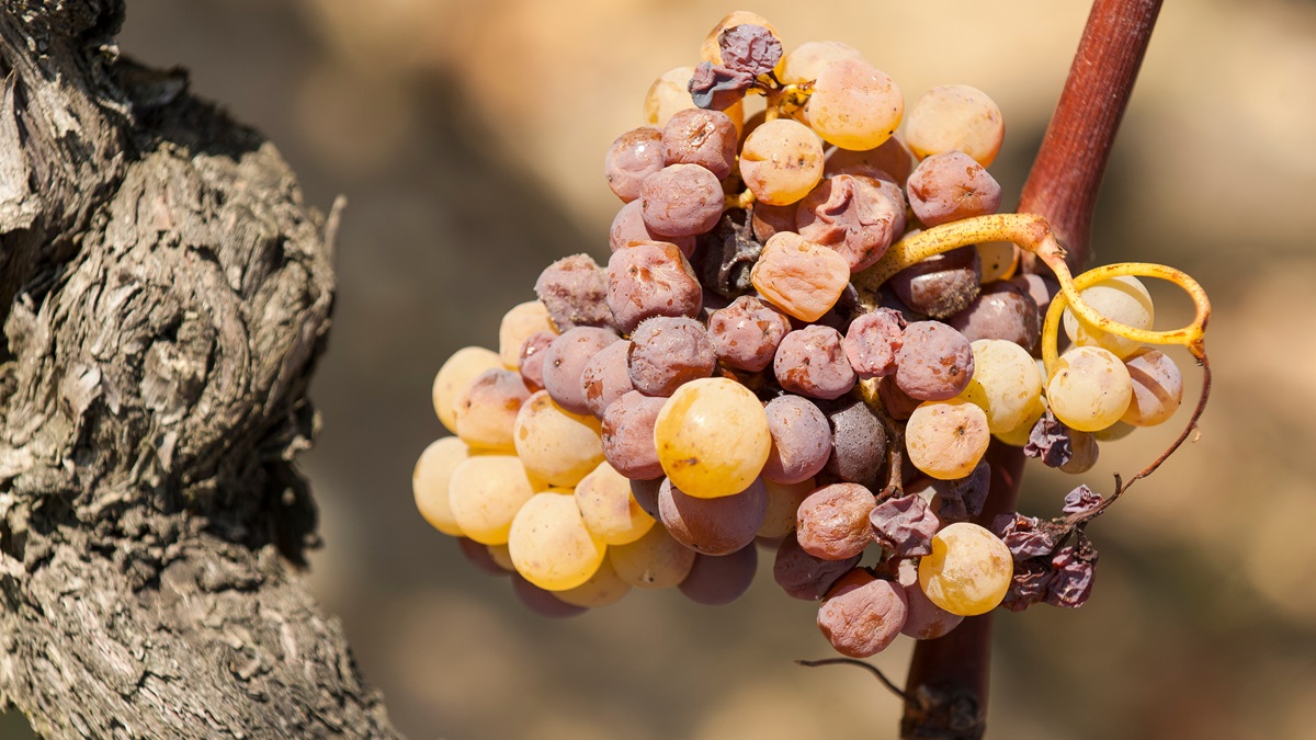 Lire la suite à propos de l’article Vendanges tardives (VT) ou sélections de grains nobles (SGN) : quelle différence ?