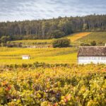 Chambertin et Chambertin Clos de Bèze : deux illustres voisins à Gevrey