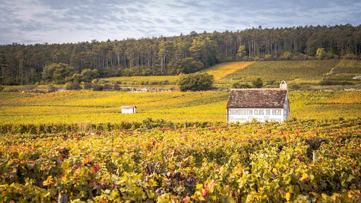 Lire la suite à propos de l’article Chambertin et Chambertin Clos de Bèze : deux illustres voisins à Gevrey