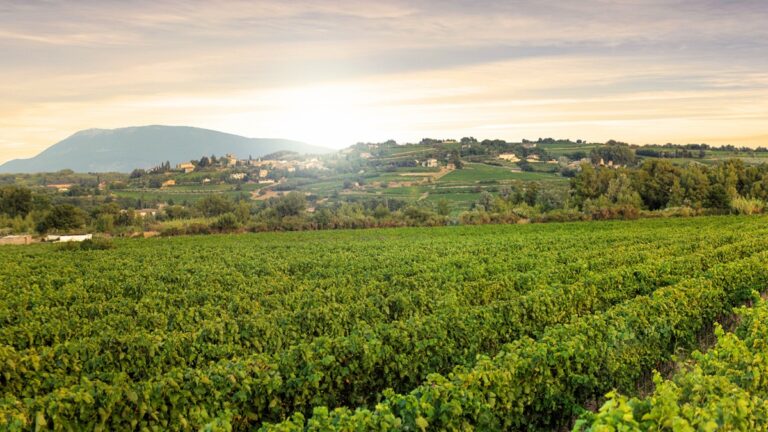 Lire la suite à propos de l’article Le château Minuty en Provence