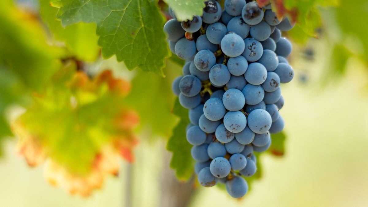 Lire la suite à propos de l’article Le merlot, un cépage enchanteur