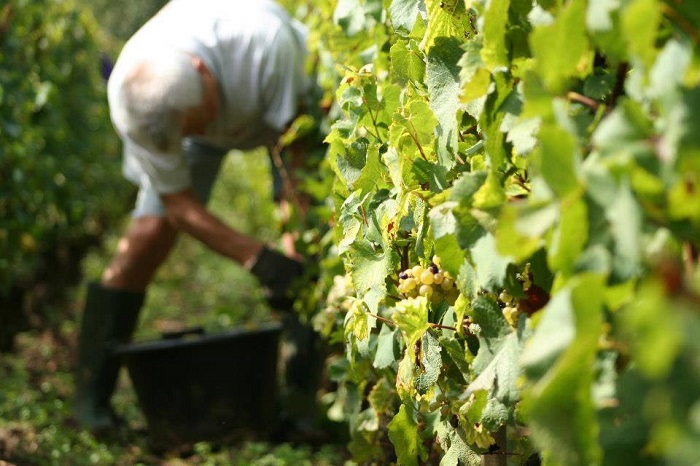 Domaine Jean-Philippe Fichet iDealwine Meursault 1