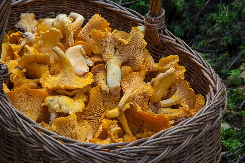 risotto aux girolles vin