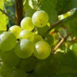 grappe-chardonnay