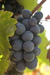 grappe de raisin noir grappe de raisin noir