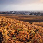 Zoom sur une appellation : Nuits Saint-Georges