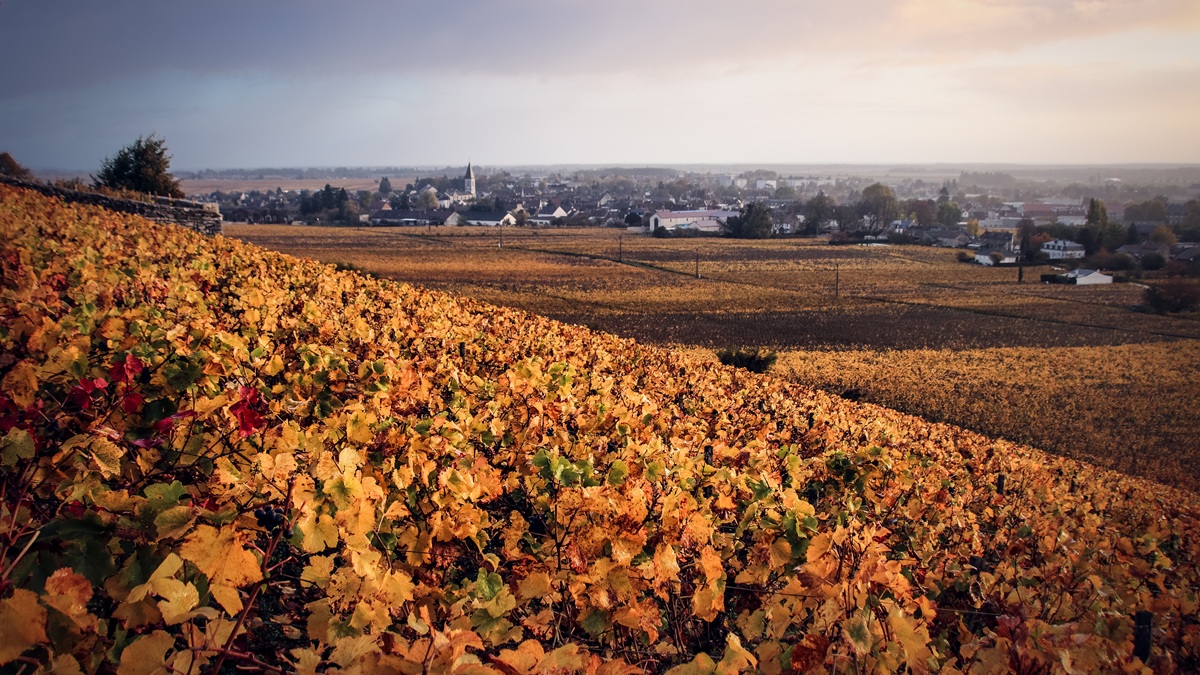 Lire la suite à propos de l’article Zoom sur une appellation : Nuits Saint-Georges