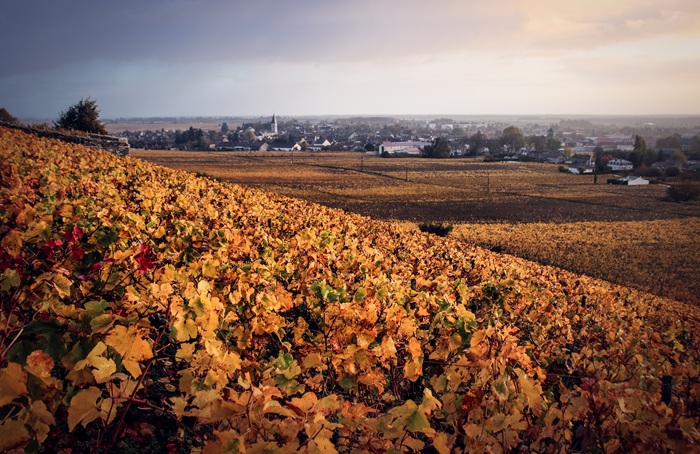 Nuits-Saint-Georges-appellation-vignes