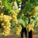 Tout savoir sur le cépage sauvignon