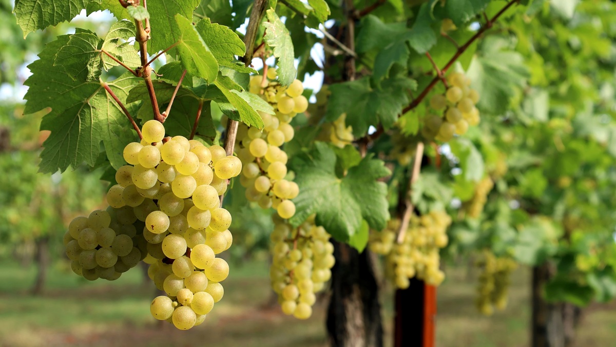 Lire la suite à propos de l’article Tout savoir sur le cépage sauvignon