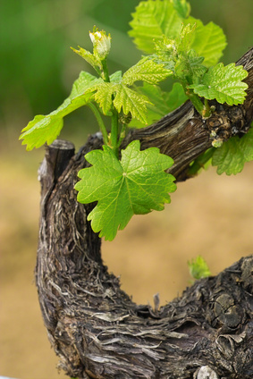 grapes in spring