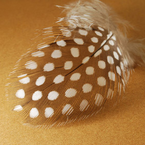 plume-oiseau plume-oiseau