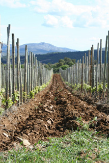 Roc des Anges Roussillon Marjorie Gallet iDealwine vignes