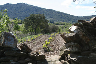 Roc des Anges Roussillon Marjorie Gallet iDealwine