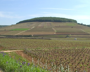 corton corton