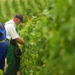 A l’assaut de la colline de Corton : un grand cru à découvrir absolument !