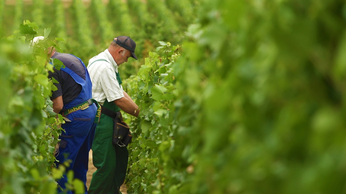 Lire la suite à propos de l’article A l’assaut de la colline de Corton : un grand cru à découvrir absolument !