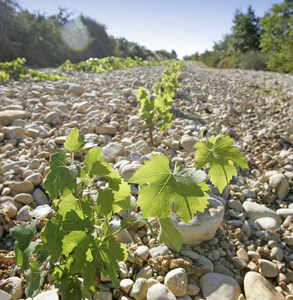 vigne-et-gallet