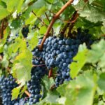 Un cépage à la loupe : le cabernet sauvignon