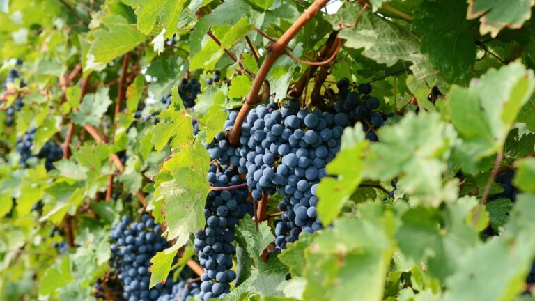 Lire la suite à propos de l’article Un cépage à la loupe : le cabernet sauvignon