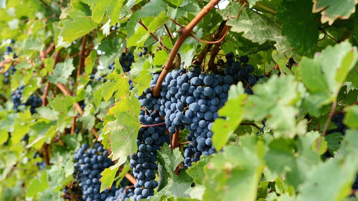 Lire la suite à propos de l’article Un cépage à la loupe : le cabernet sauvignon