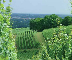 vin-alsace