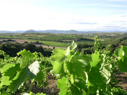 vignoble les aurelles