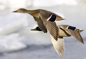 canards en plein vol