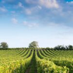BRÈVES DE COMPTOIR avec Thierry Germain, Domaine des Roches Neuves