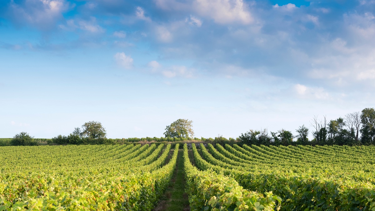 Lire la suite à propos de l’article BRÈVES DE COMPTOIR avec Thierry Germain, Domaine des Roches Neuves
