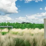 Jacques Thienpont du Château Le Pin acquiert des vignes à Saint-Emilion