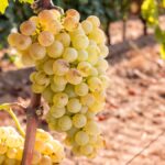 Cépage : quand le rolle (ou vermentino) joue les grands blancs